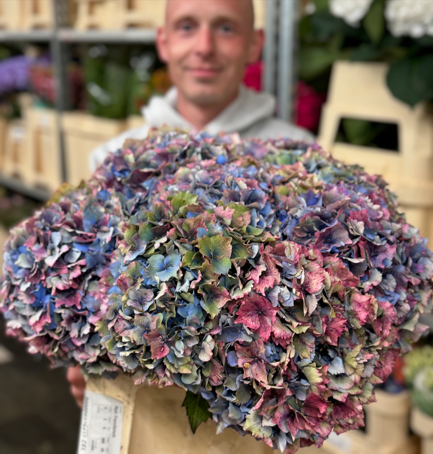 Französische Hortensien 💙🤍❤️ . . . #julibaby #blumengroßhandel #französischehortensien #schnittblumen #webshop #heutebestellt #morgengeliefert #niederrhein