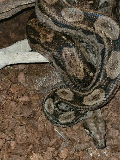 Ruby's Reptile Rodeo