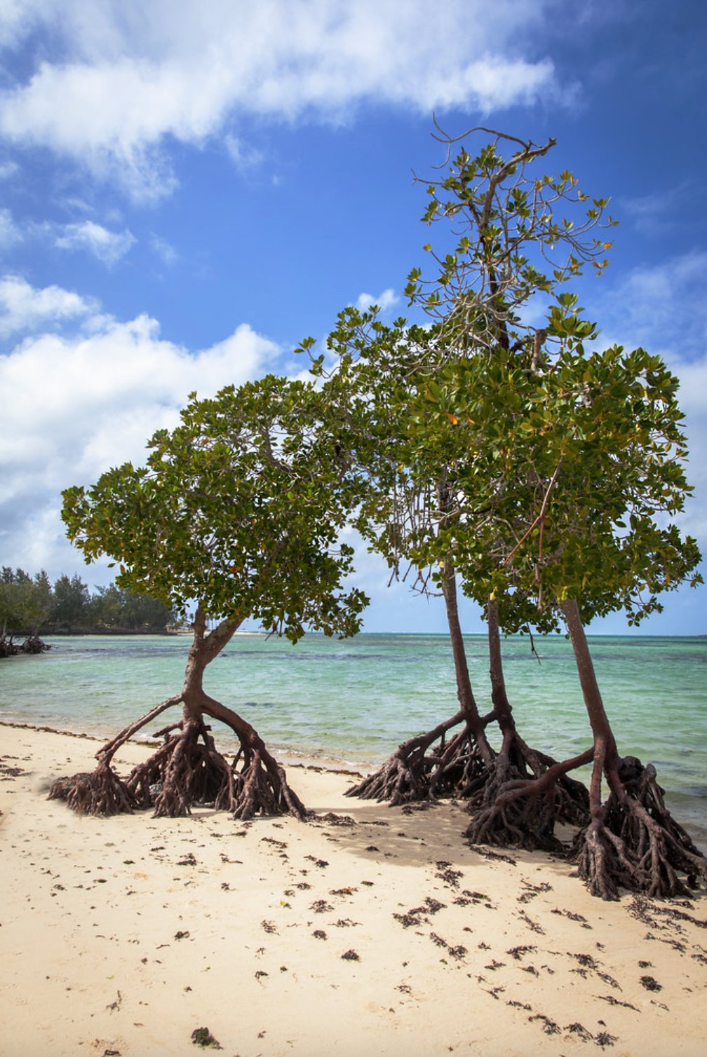 Winter in Mauritius 😍 - Mauritius Travel Guide