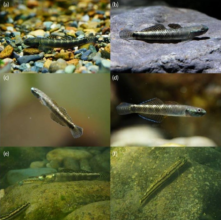Five new species of freshwater gobies of the genus