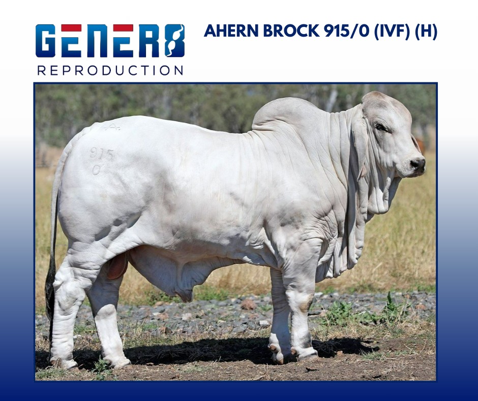 AHERN BROCK 915/0 (IVF)(H) Sold at... - Gener8 Reproduction | Facebook
