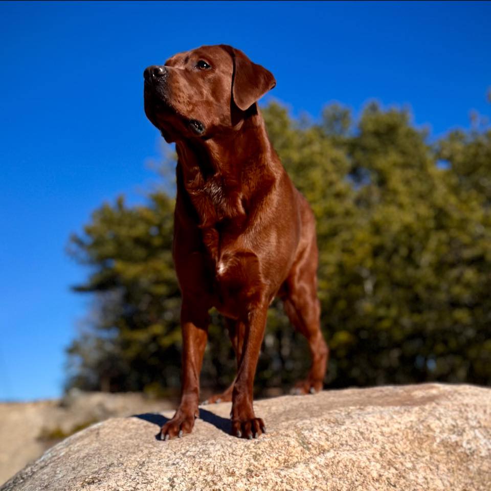 Freedom Labradors | Forestdale MA