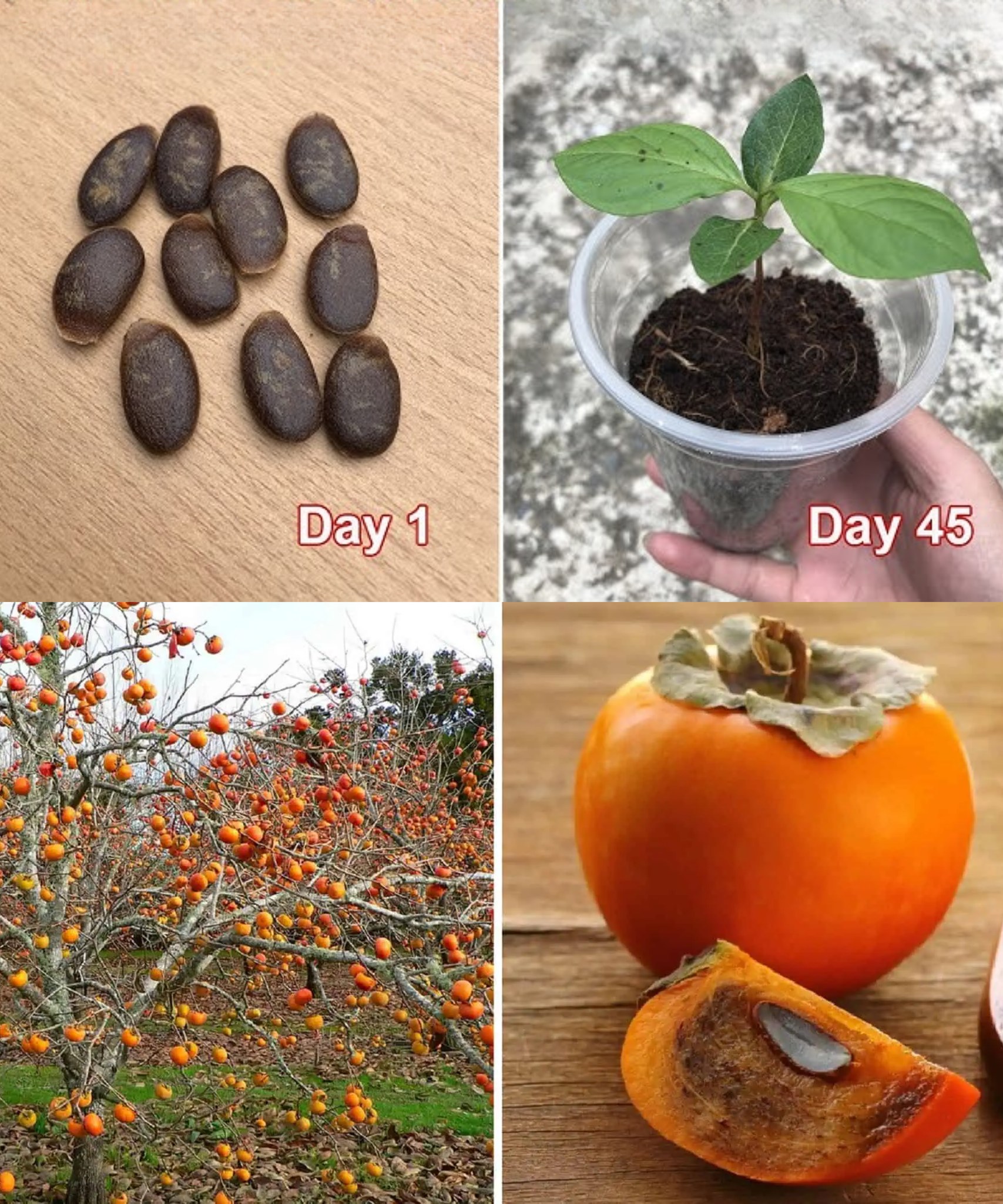 Planting Persimmon Seeds