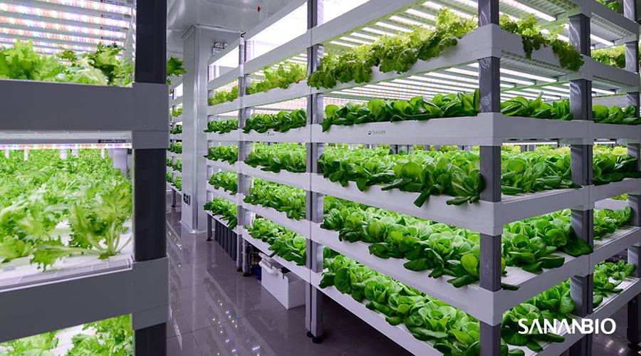 SANANBIO - Grow your leafy greens, herbs, microgreens,... | Facebook