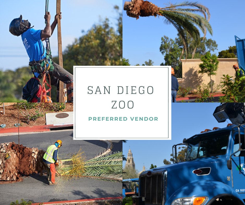 Atlas Tree Service | Spring Valley CA