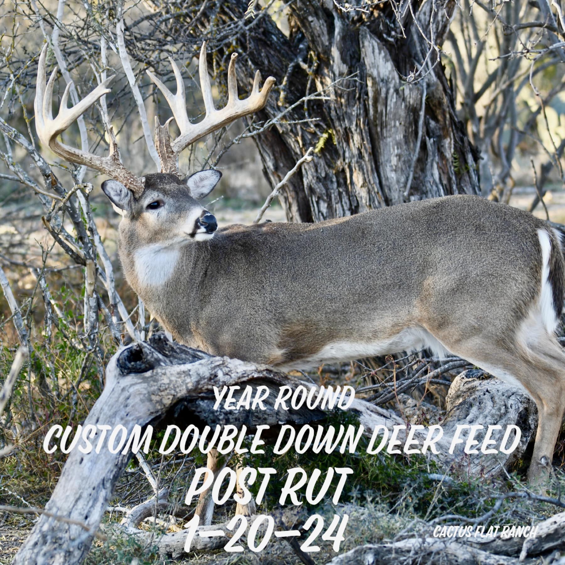 Never seen the bucks look so awesome... - Cactus Flat Ranch