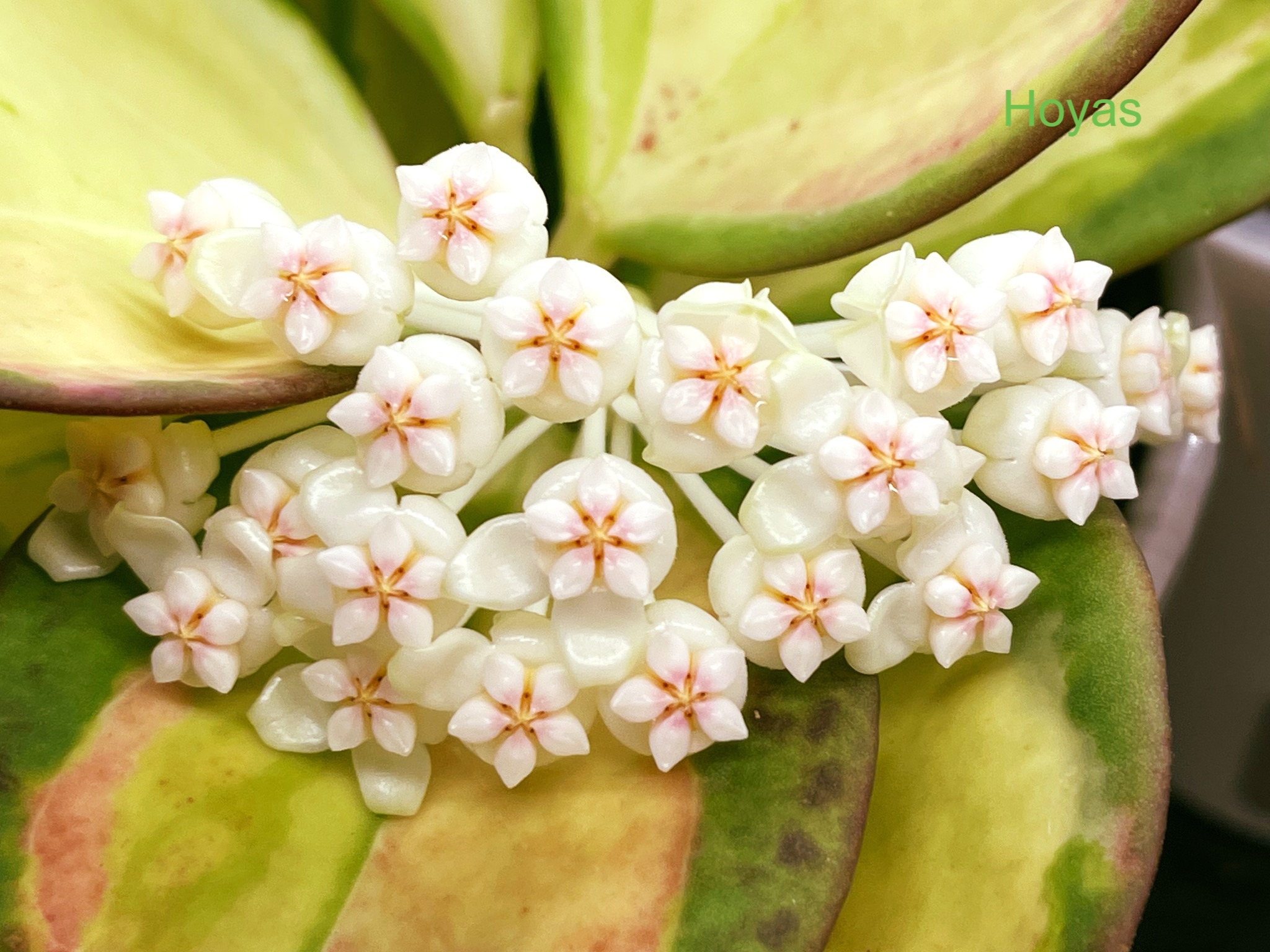 Hoya Pachyclada inner variegated flower #fblifestyle