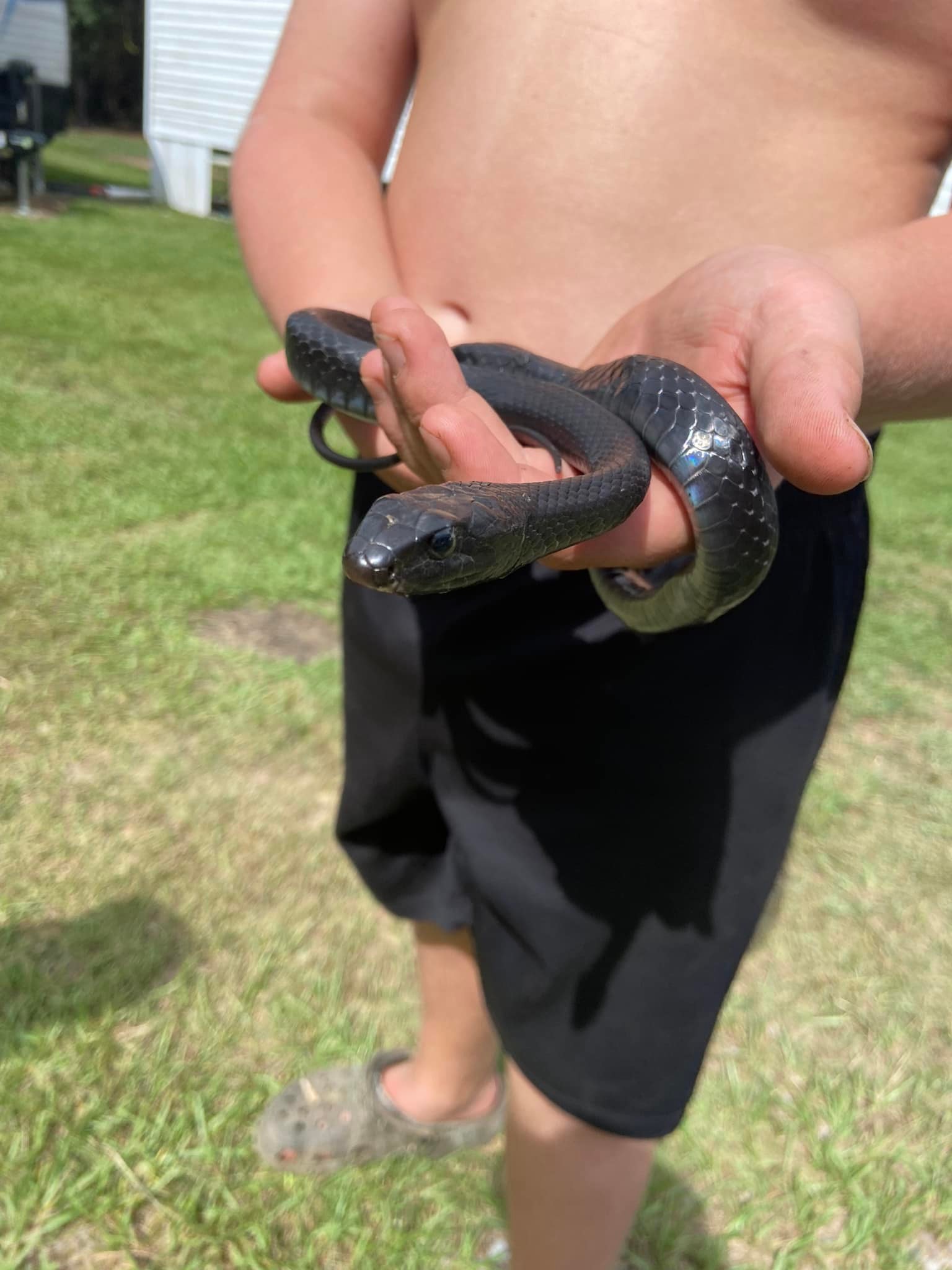 Venomous snake found in Jackson County, MS