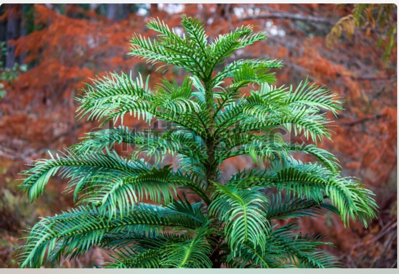 Fun fact Friday!! About 150... - Pine Ridge Tree Service