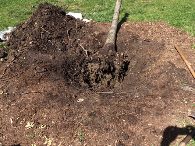 Another good example of poor tree... - Arlington Forestry | Facebook