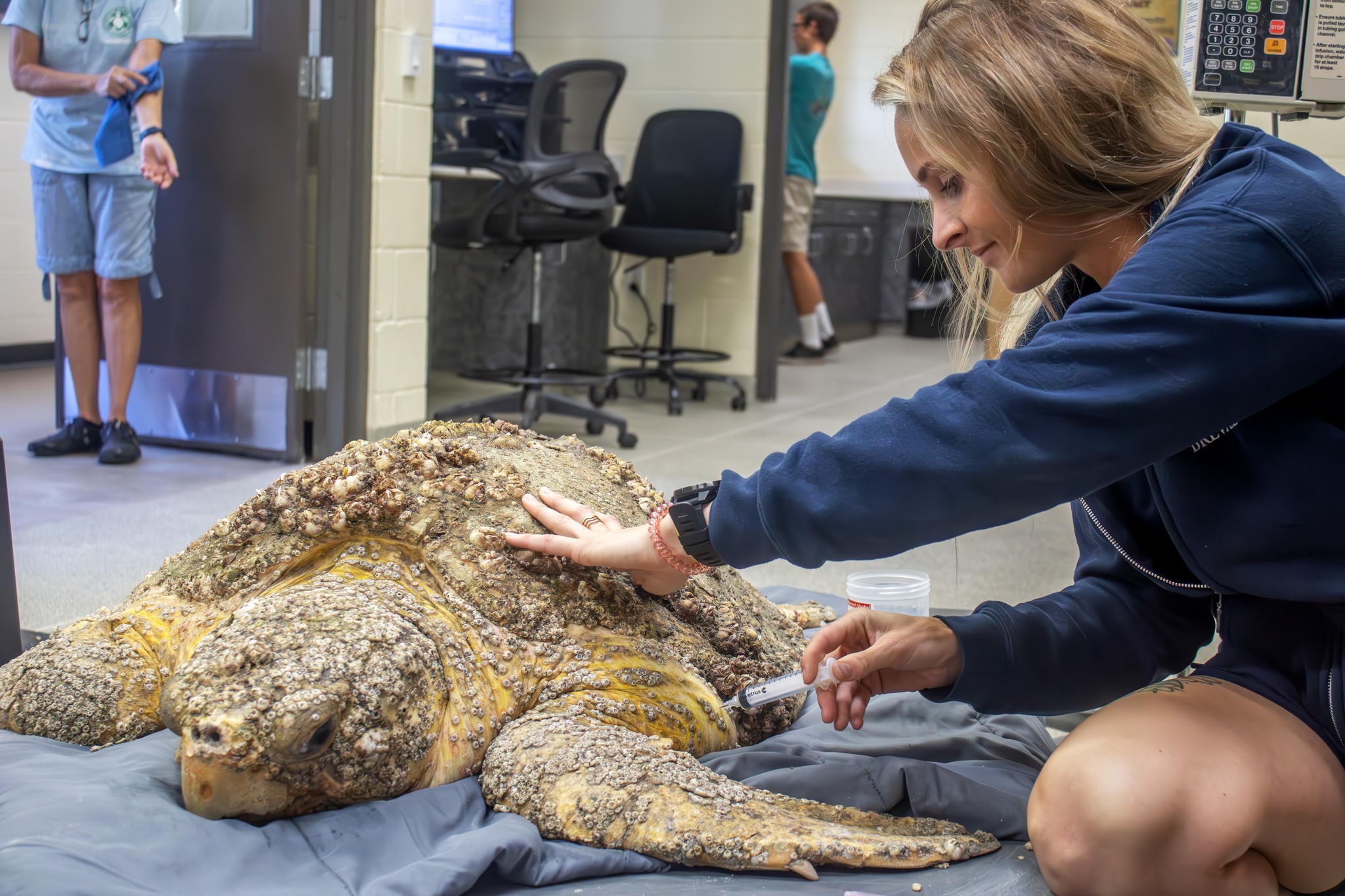 Brevard Zoo - Meet Harbor, an adult loggerhead sea turtle...