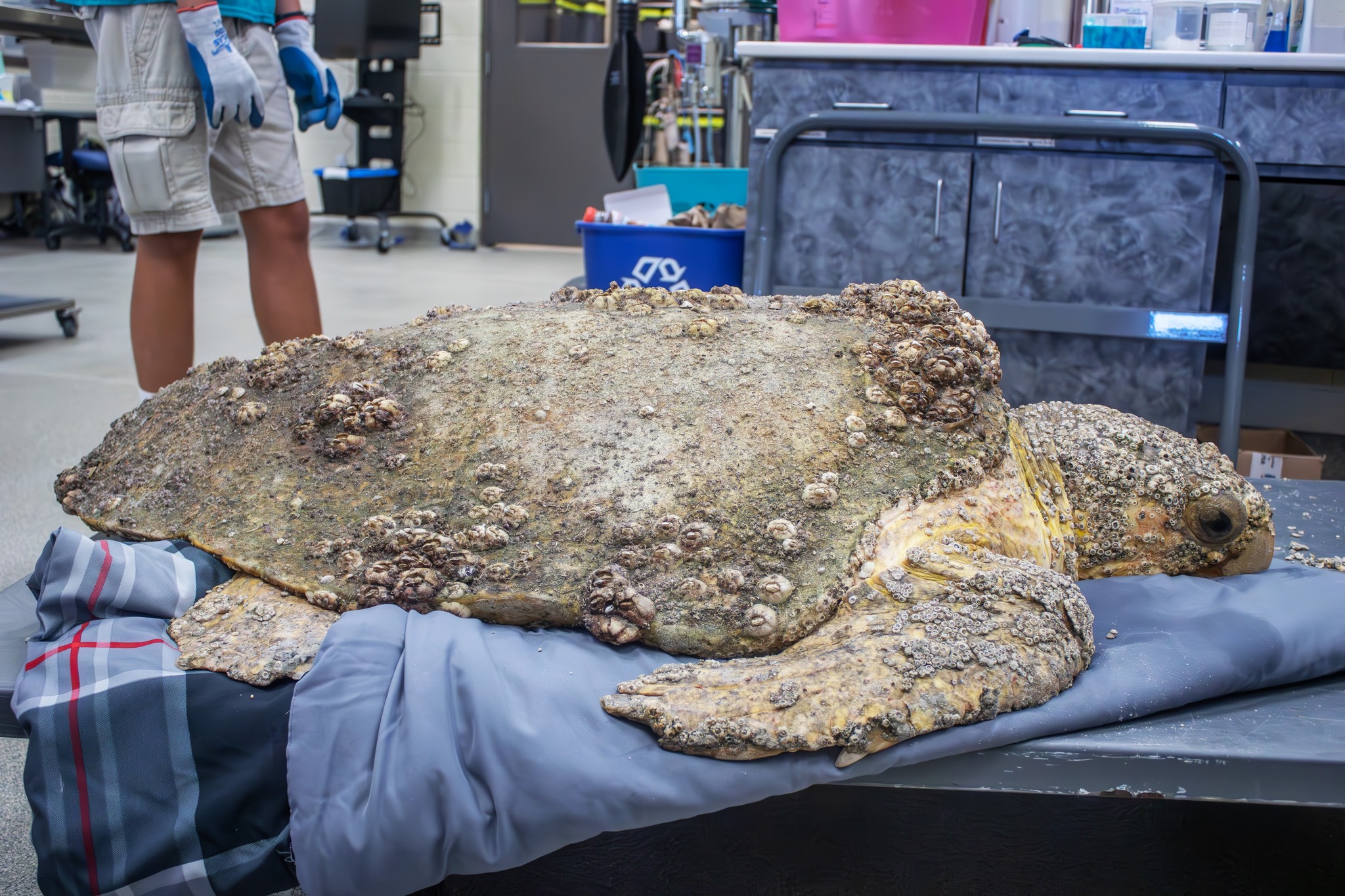 Brevard Zoo - Meet Harbor, an adult loggerhead sea turtle...