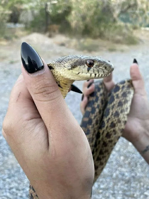 Ruby's Reptile Rodeo