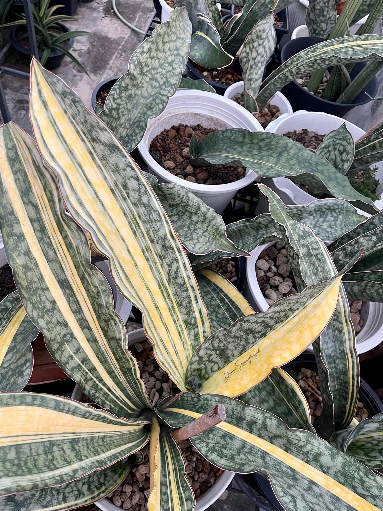 サンスベリア Sansevieria Silver Dragon v A Good Evening 😆 Sansevieria Silver dragon V.
