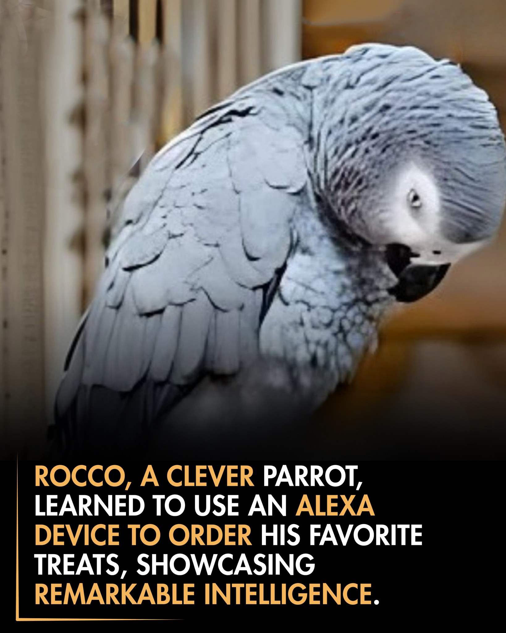 Grey Parrot Memory And Cognitive Abilities Reference: Roars Rocco S Playful Antics Highlight The Extraordinary Cognitive