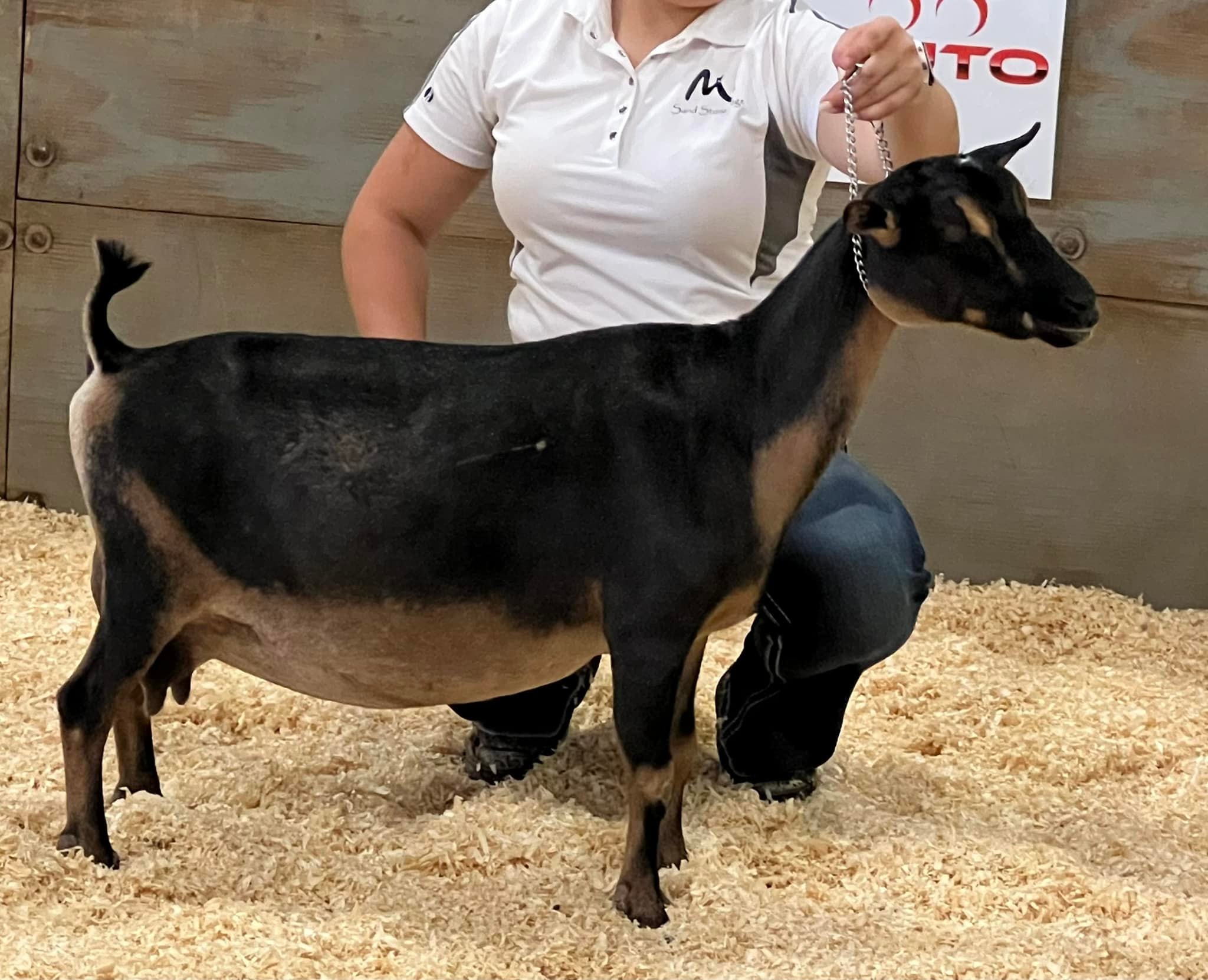 Blu's Ranch Goats