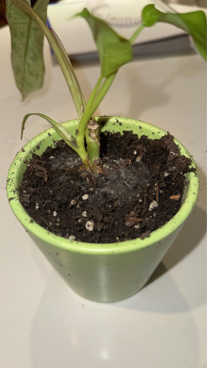 What is the fuzzy stuff growing on my plant?
