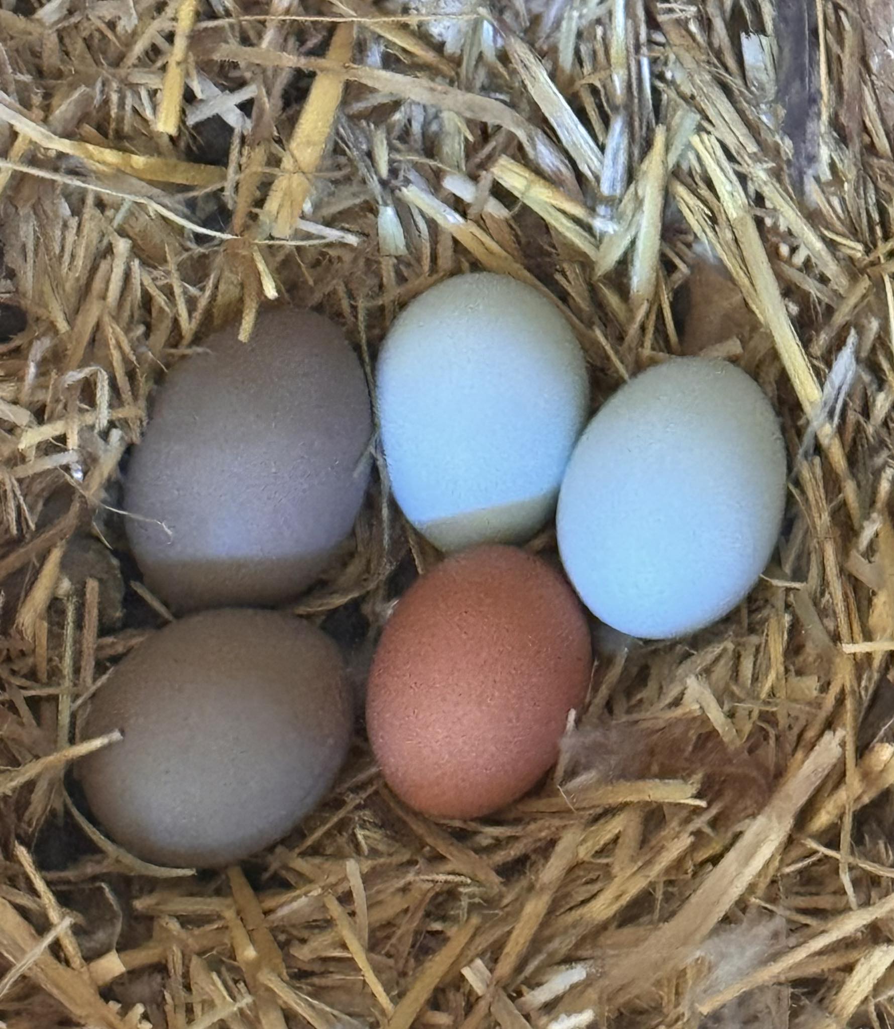 Backfield Farm | Canon City CO
