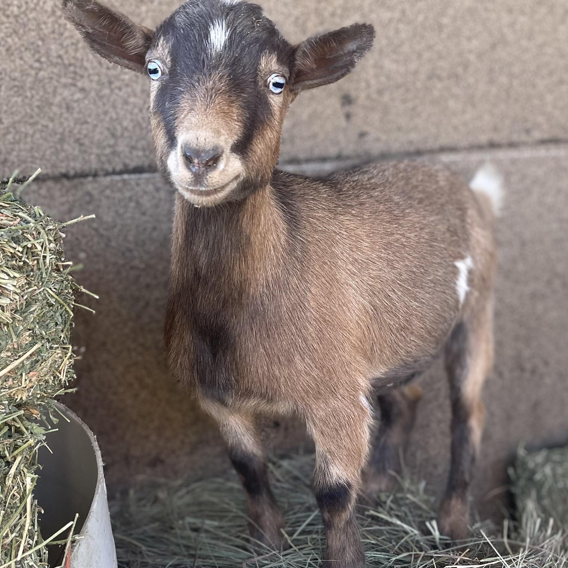 Backfield Farm | Canon City CO