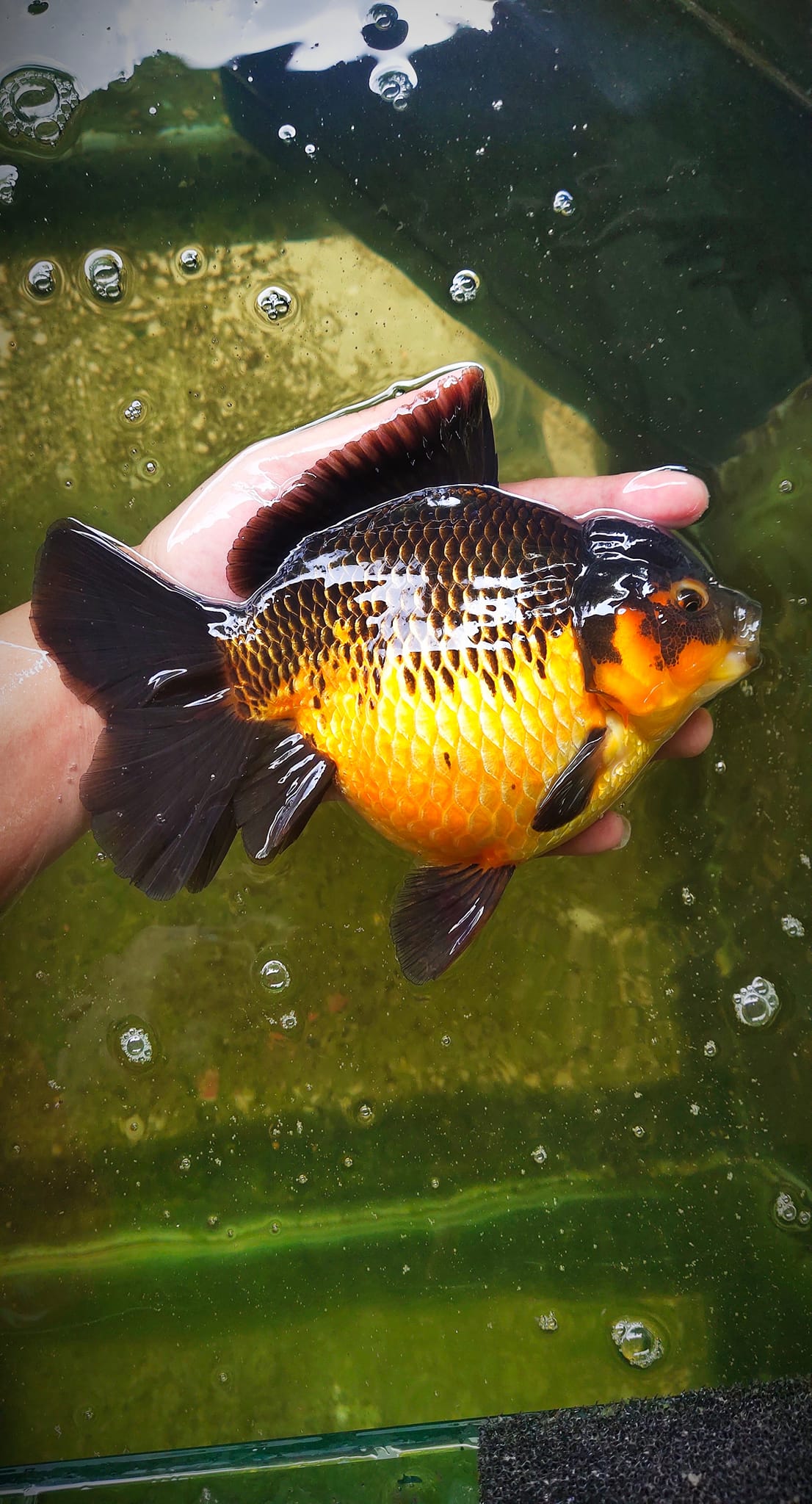 Golden Spirit Goldfish | Johor Bahru
