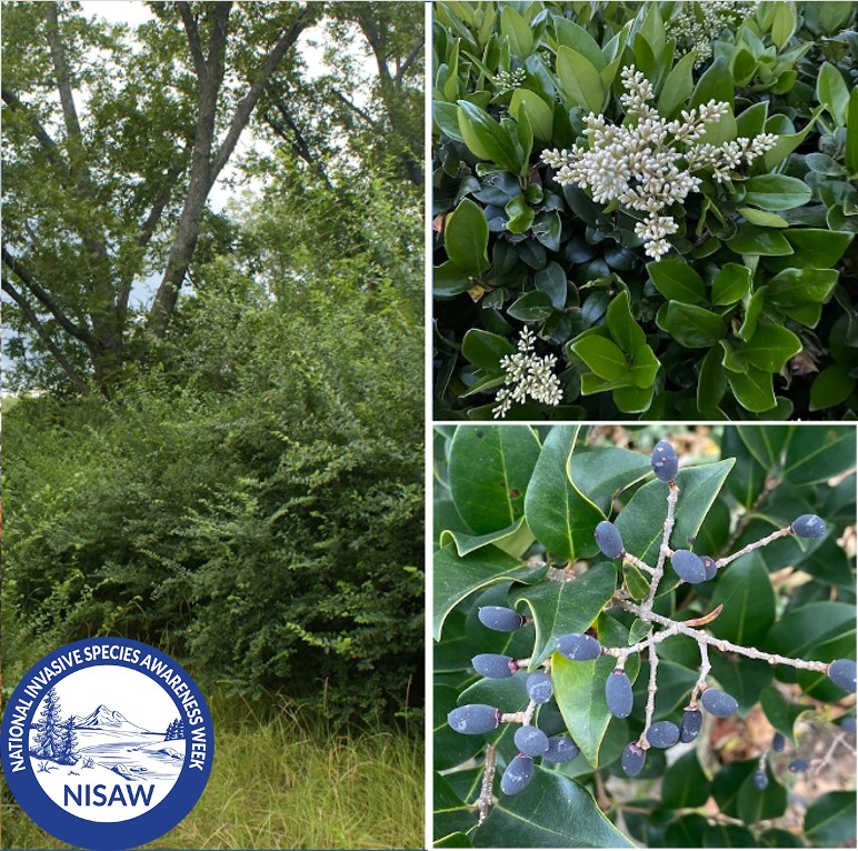 Virginia - INVASIVE PLANTS: Privets (Ligustrum japonicum & L. sinense ...