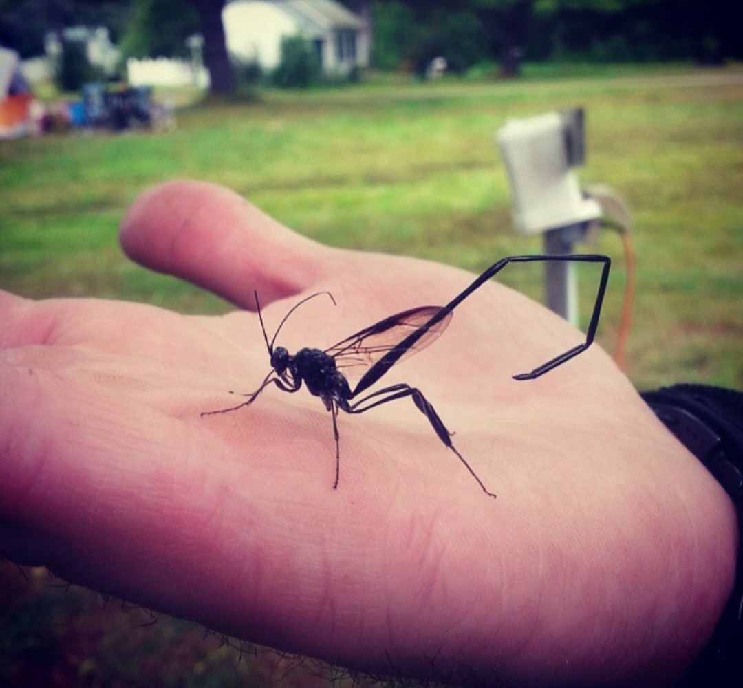 s*.様 House on the Hill Jumpsuit(insect) What is this insect in New Hampshire?