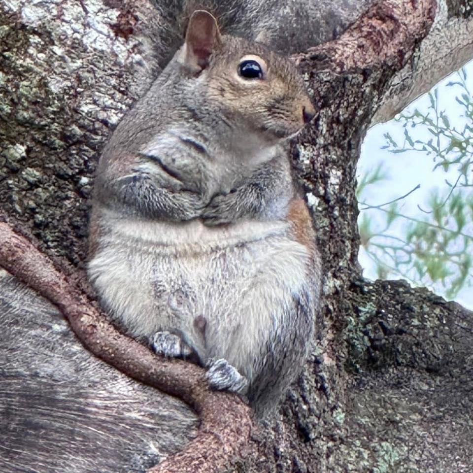 Squirrel Lovers Group | Let's welcome our new members | Facebook