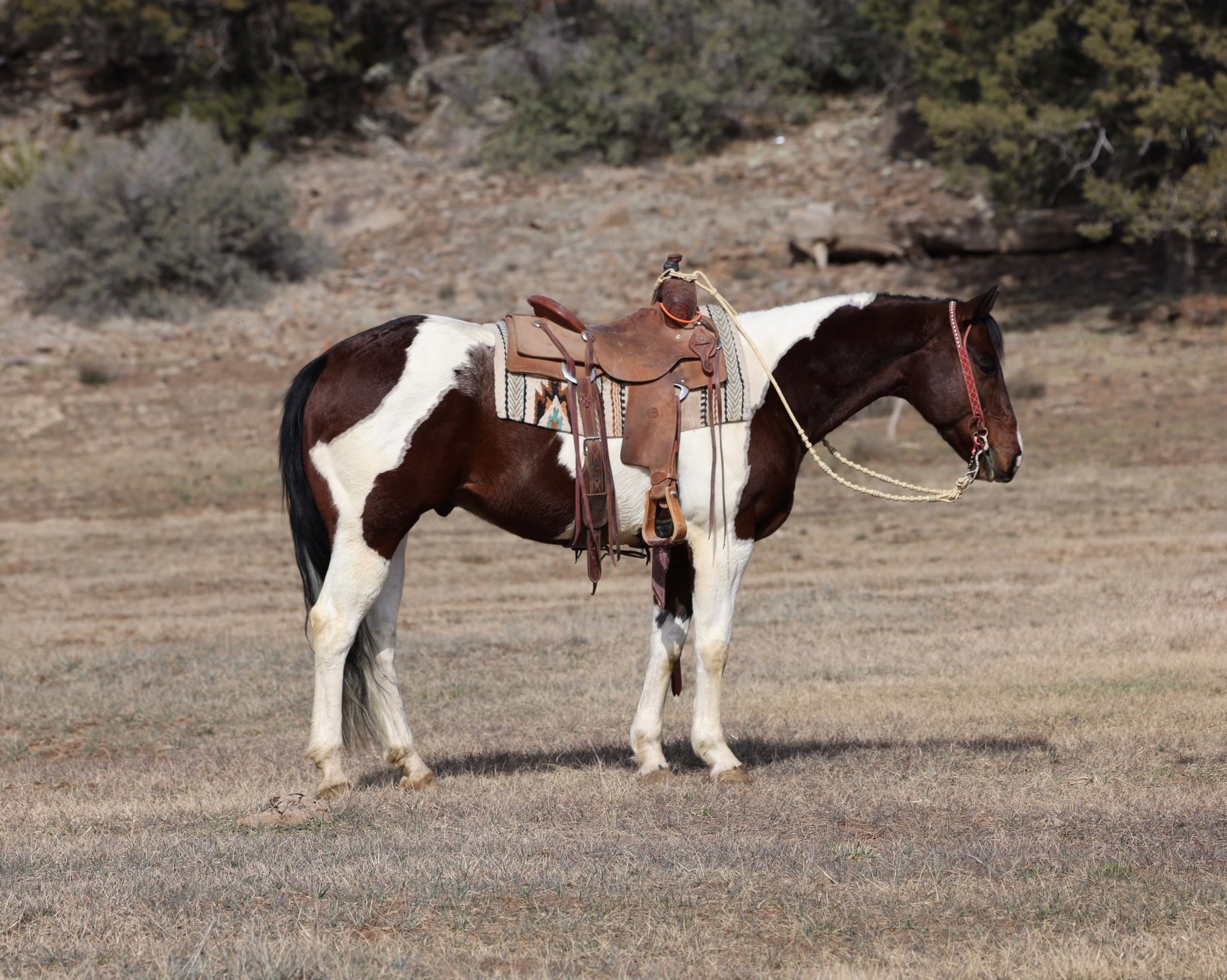 Colorado - 𝐂𝐚𝐭𝐚𝐥𝐨𝐠 𝐜𝐨𝐧𝐬𝐢𝐠𝐧𝐦𝐞𝐧𝐭 𝐬𝐞𝐥𝐥𝐢𝐧𝐠 𝐨𝐧 𝐅𝐞𝐛𝐫𝐮𝐚𝐫𝐲 𝟐𝟏𝐬𝐭 𝐚𝐭 𝐃𝐨𝐮𝐛𝐥𝐞 𝐂𝐡𝐞𝐜𝐤 ...