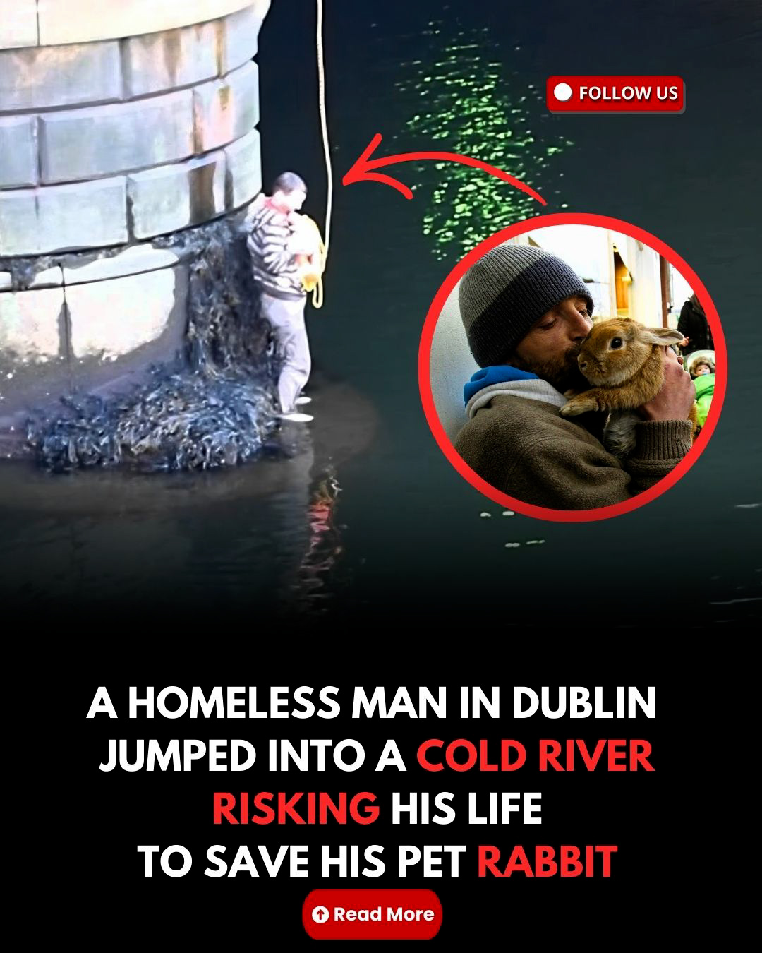 Golden - In Dublin, a homeless man saw his pet rabbit thrown into the ...
