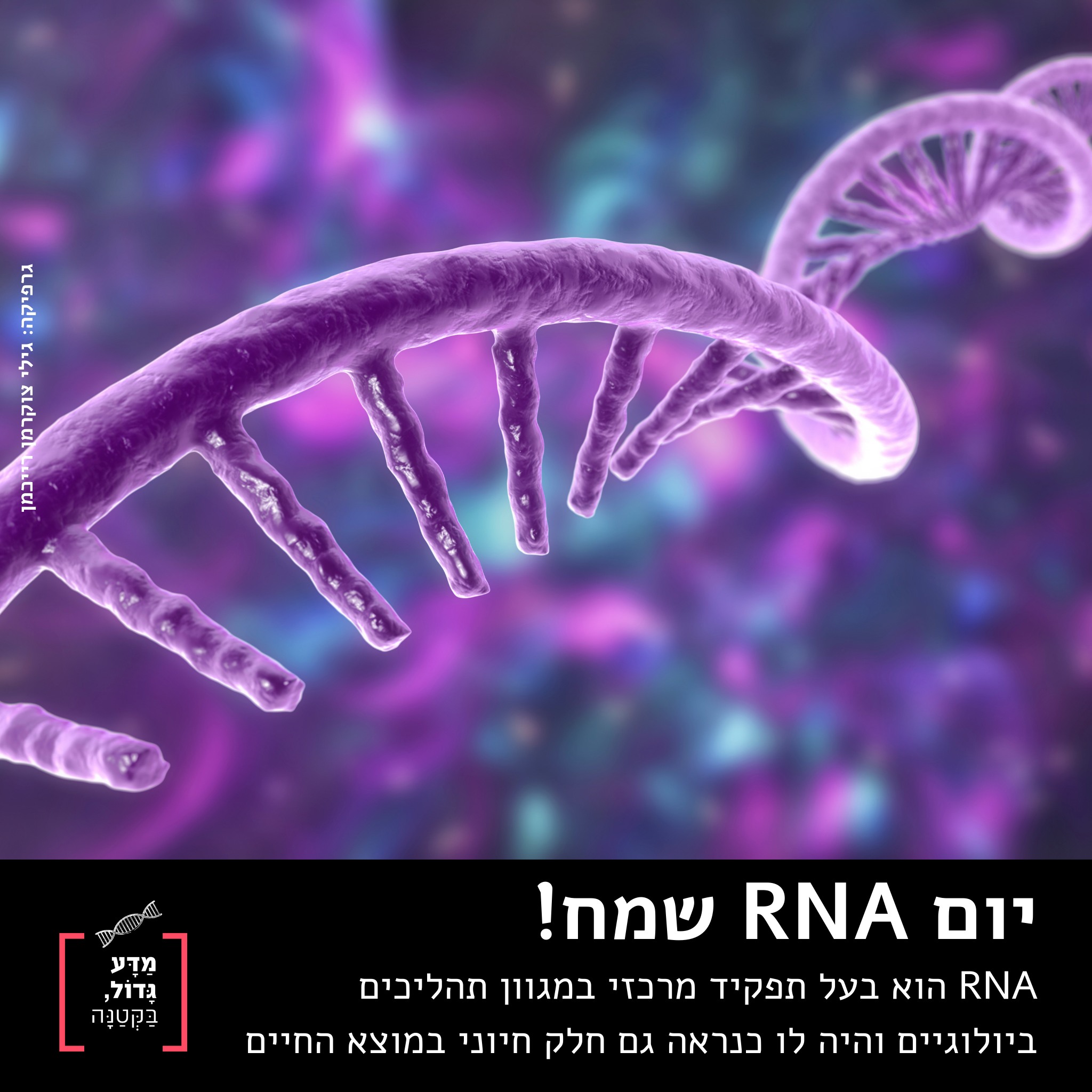 מדע - בקטנה: היום הוא יום ה-RNA .RNA ממלא תפקידים חיוניים בתאים של ...