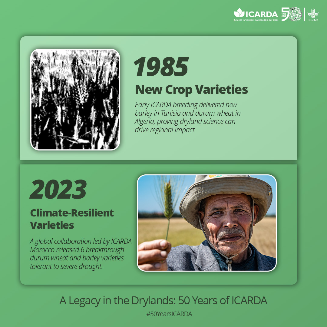 🌾 ICARDA’s breeding work has shaped agriculture in the drylands. Early ...