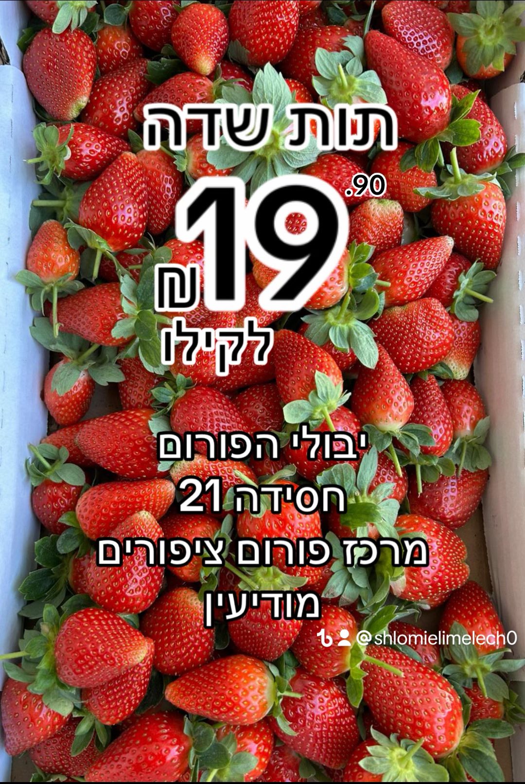 יבולי הפורום - 🍓תות שדה 19.90 לקילו 🍓 🔥שרי לובלו 17.90... | Facebook