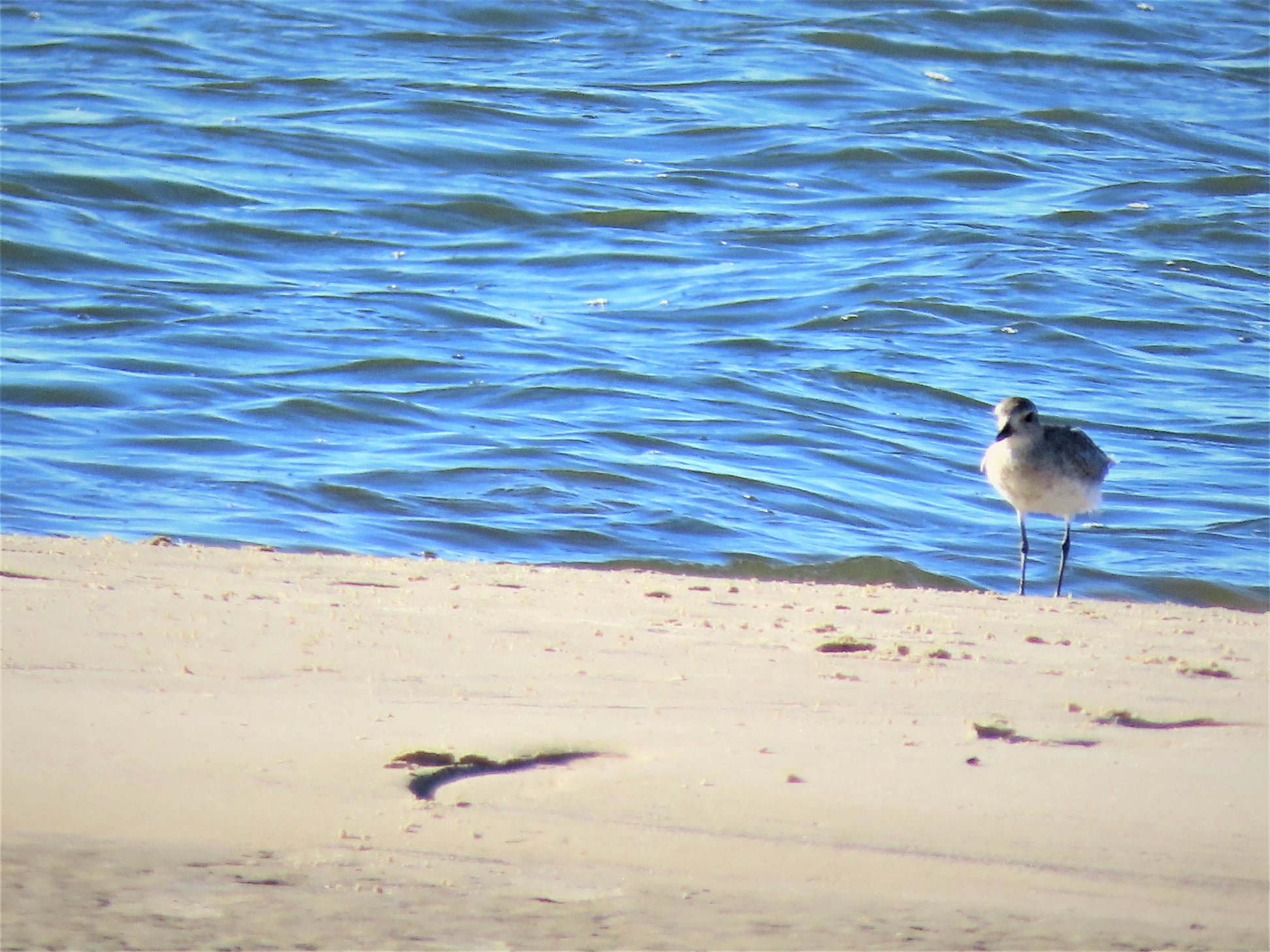 Here are some photos we took at... - Melville Bird Sanctuary | Facebook