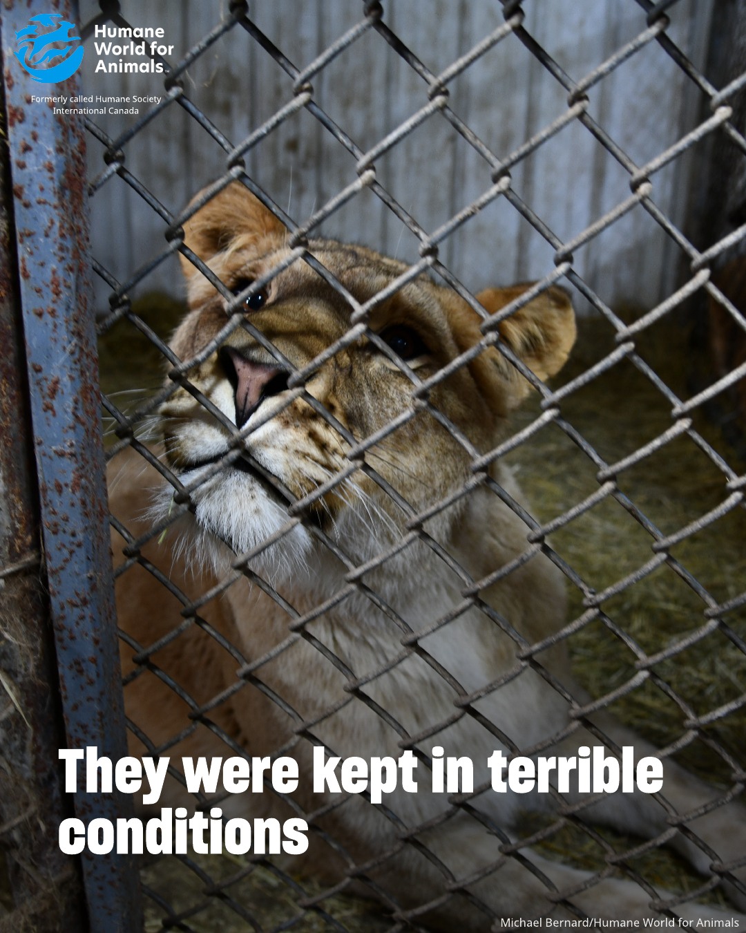 Humane World for Animals Canada | Vaudreuil-Dorion QC