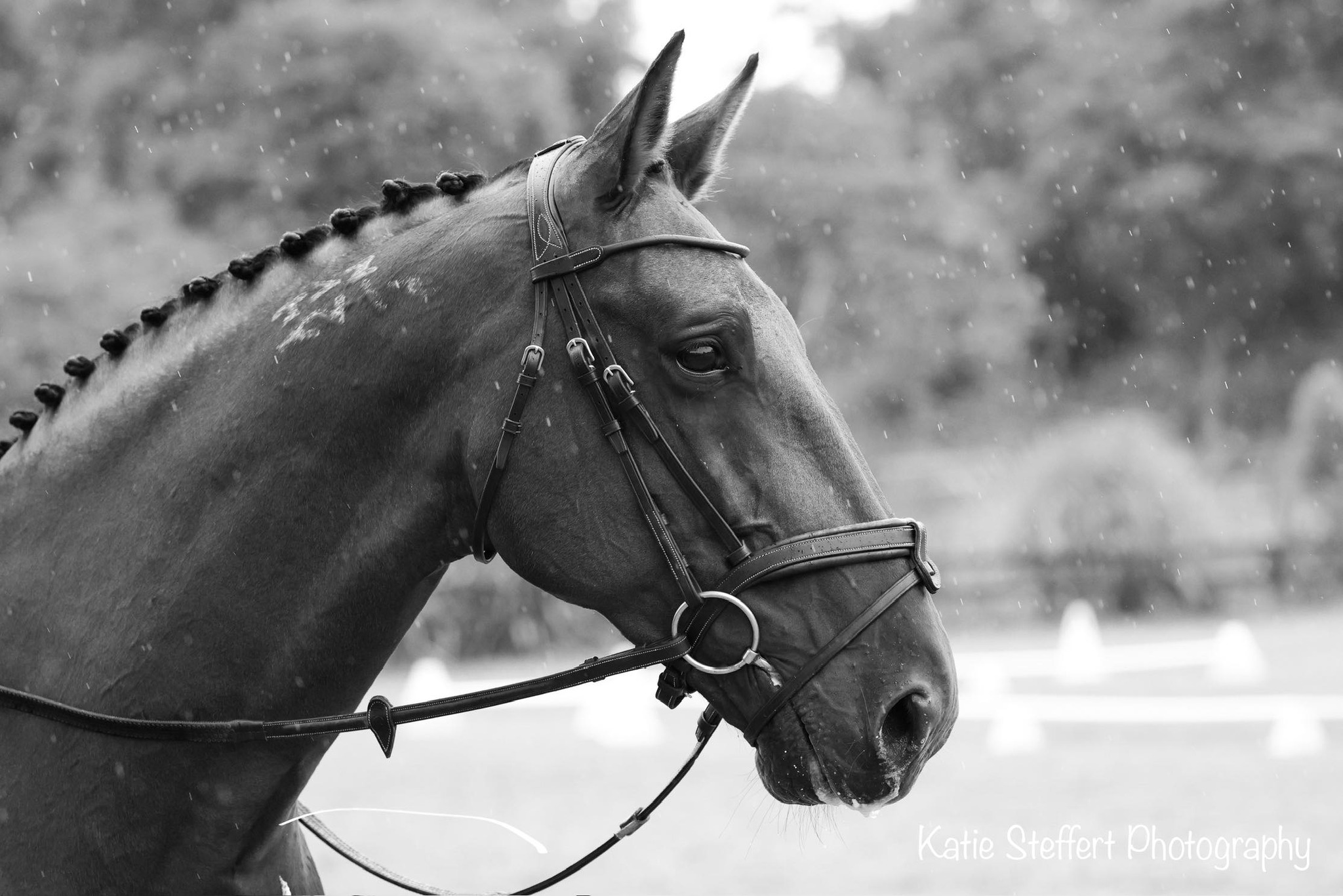 Katie Steffert Photography