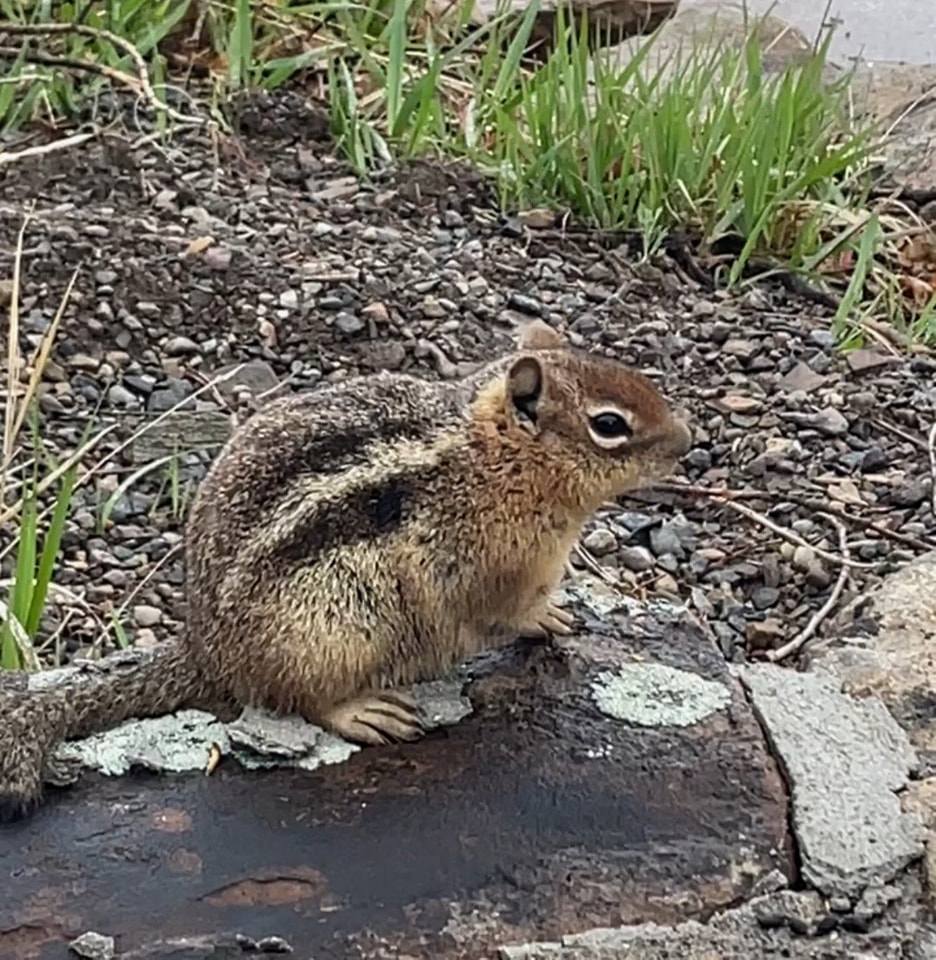 Yellow alert!... - Ridgway State Park - Colorado State Parks | Facebook
