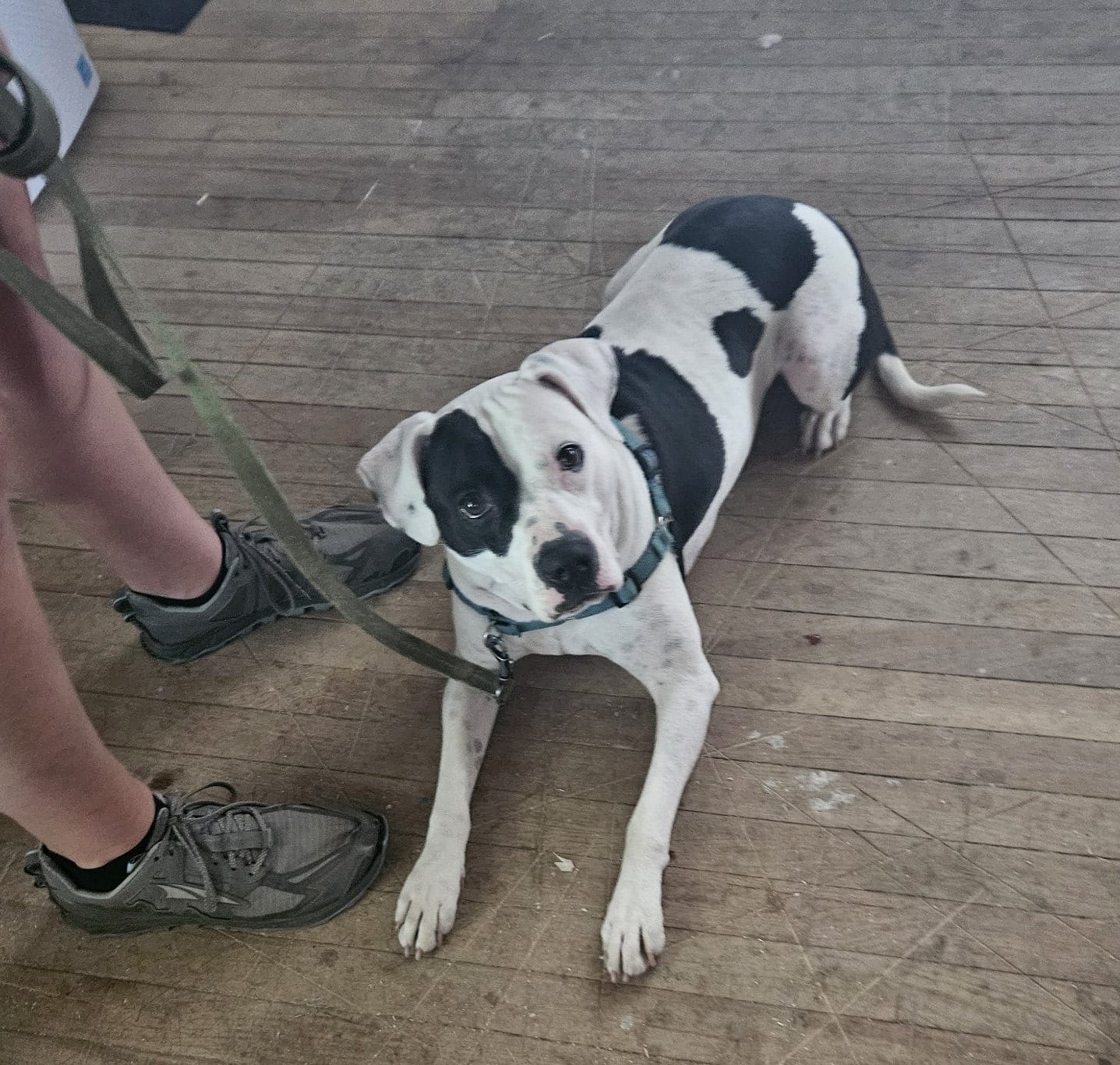 Ruff Pups | Reedsburg WI