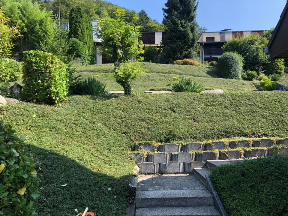 Hecke Schneiden Niki Liegenschaftenservice Dietikon Facebook