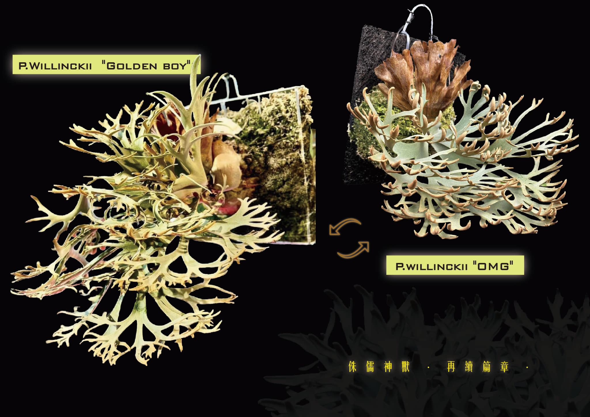侏儒神獸再續篇章#金童#OMG 《P.Willinckii “Golden Boy”》x 《P