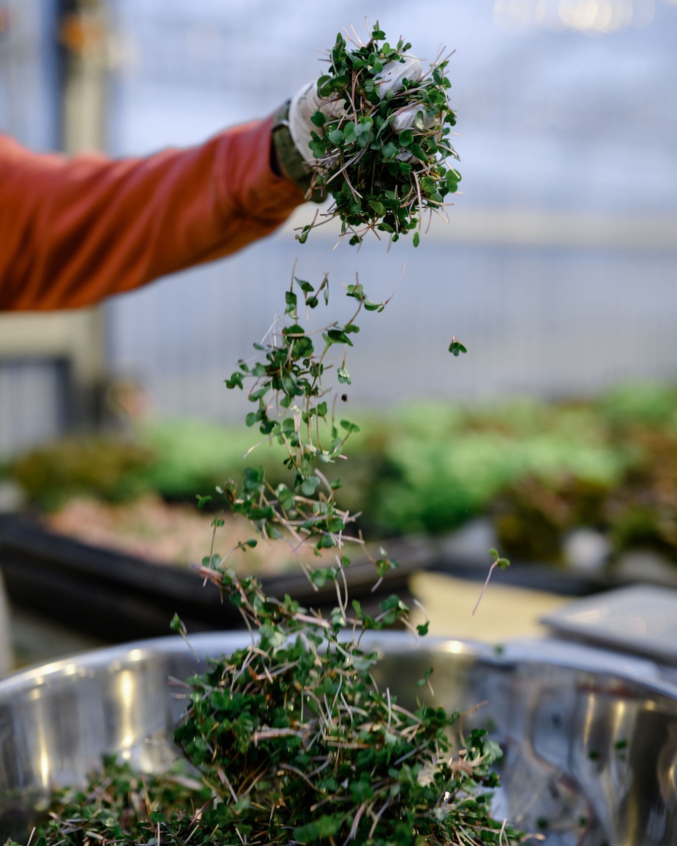 Snuck Farm - The tiniest crop we grow, microgreens pack a... | Facebook