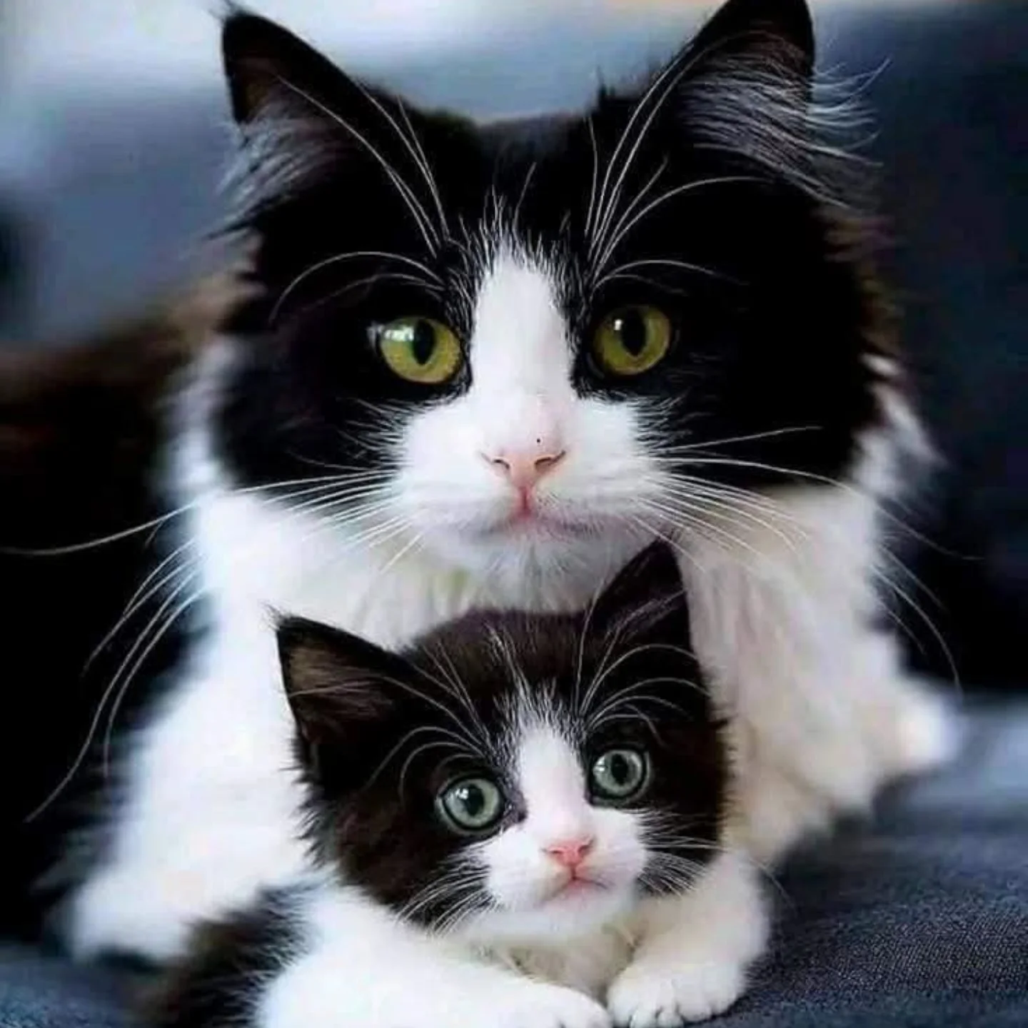 Thank God 🙏 . . . . . . #cat #catlover #animals #mrraj | Mr.Raj | Facebook