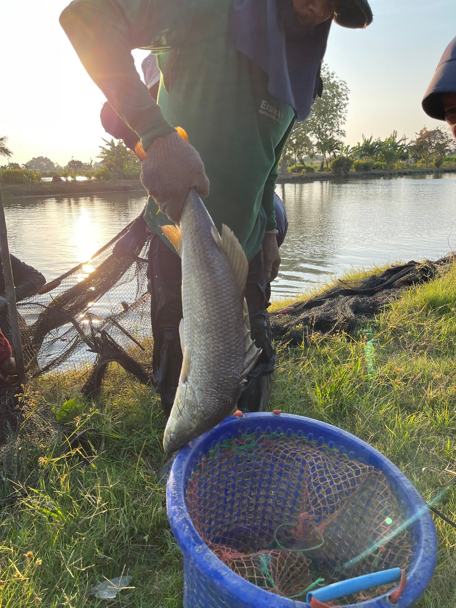 บ่อตกปลากระพงเจ๊หมวย Fishing | Changwat Samut Prakan
