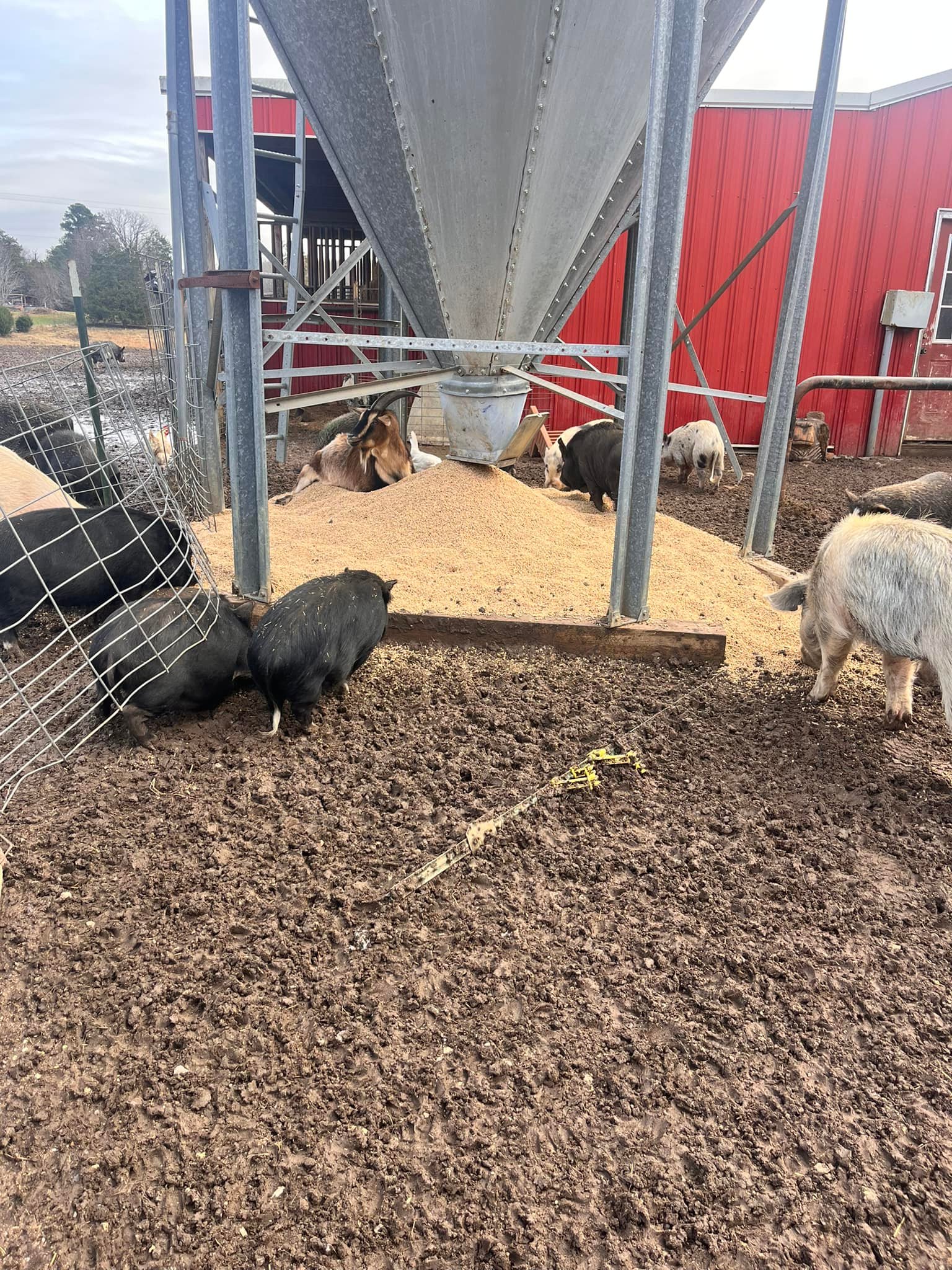 Heaven Sent Farm & Rescue... - Heaven Sent Farm & Rescue