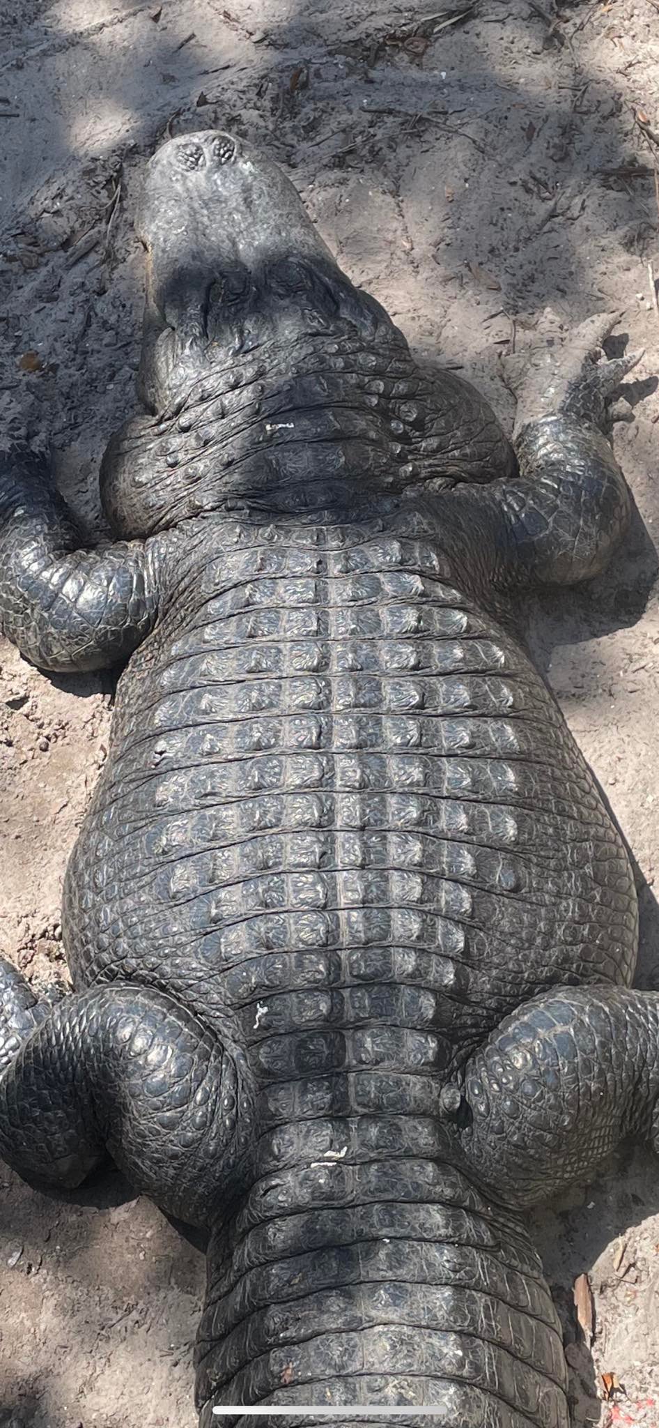 The large tile like scales along this alligator’s back are called ...