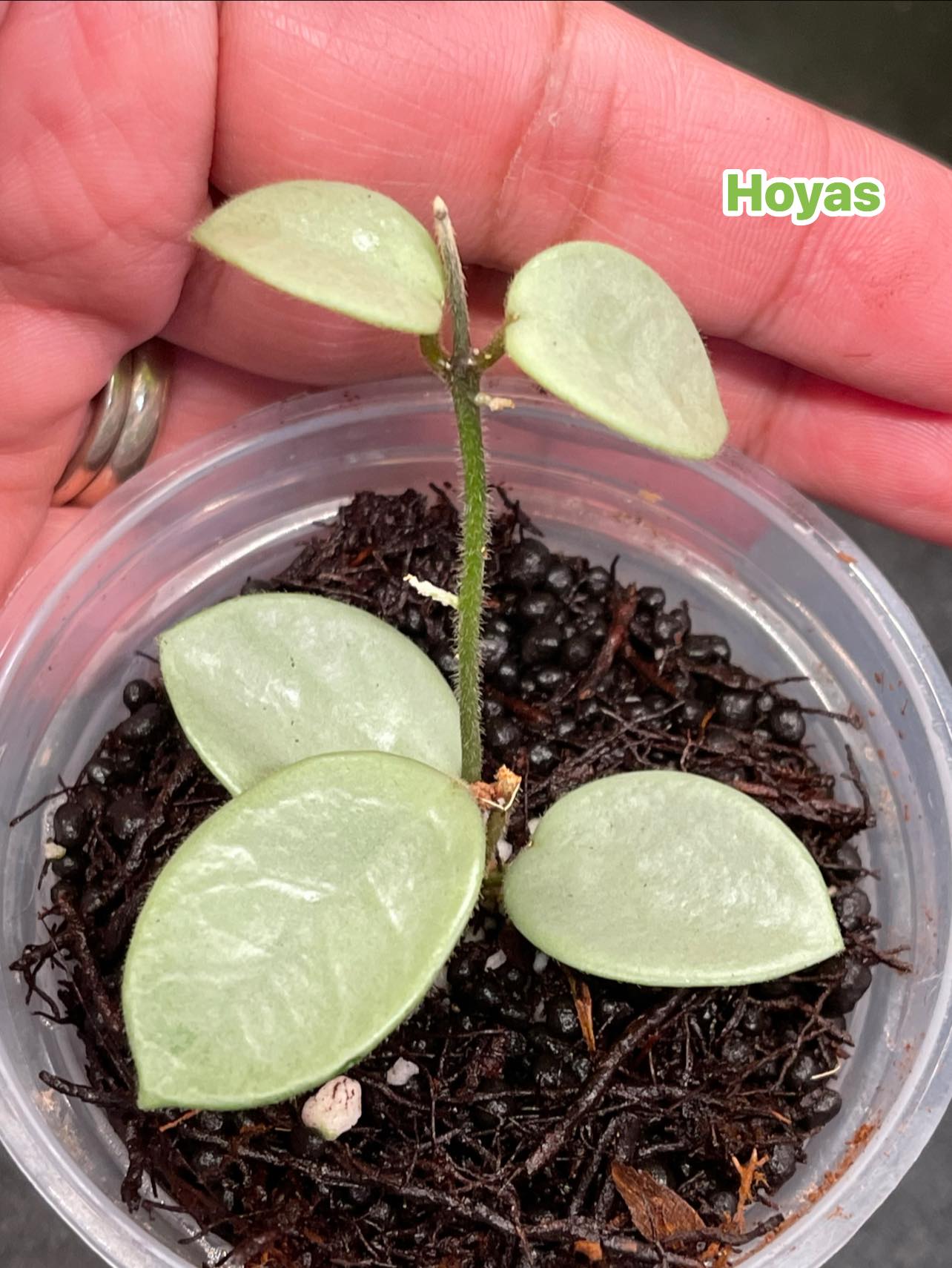 Hoya Mathilde grey fairy #highlightseveryone #plantmakemehappy