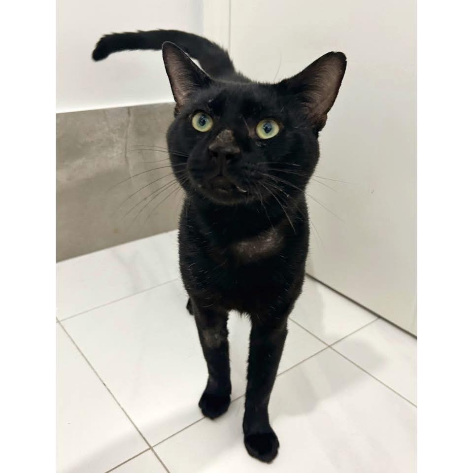💙 ADOPT BALOO 💙 Hi, my name is... - Perth Rescue Angels | Facebook