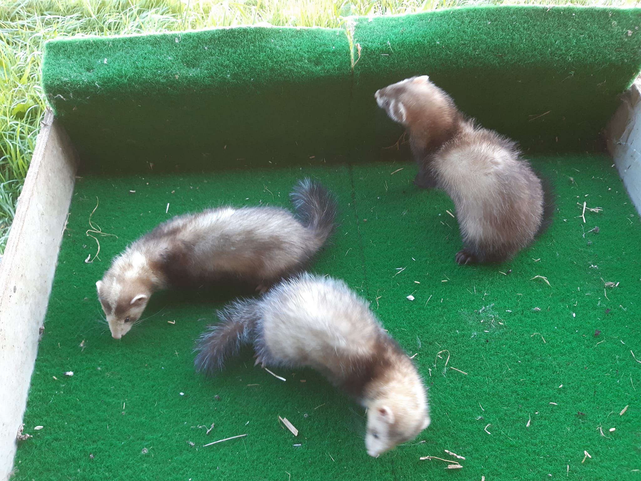 Furets... - Furets d'Eglefin, élevage de la Forêt d'Oy