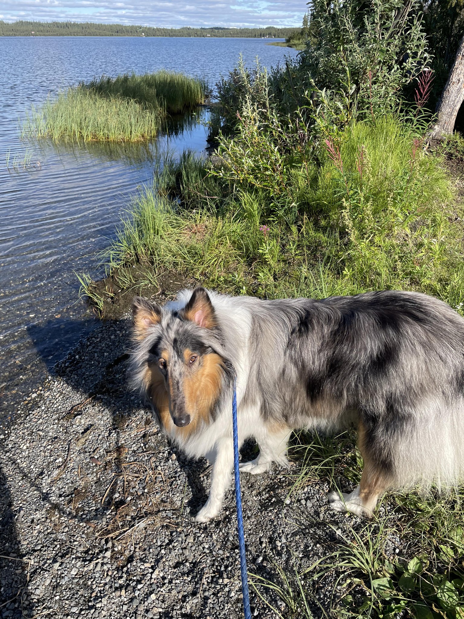 Alaska Adventure Pets | Eagle River AK