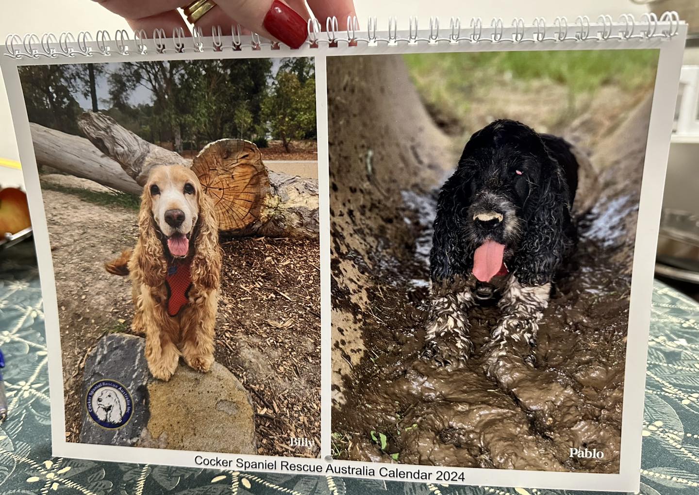 It’s been a busy... - Cocker Spaniel Rescue Australia Inc | Facebook