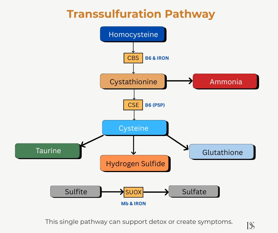 Understanding the Impact of CBS Enzyme on Taurine, Cysteine, and Glutathione Levels